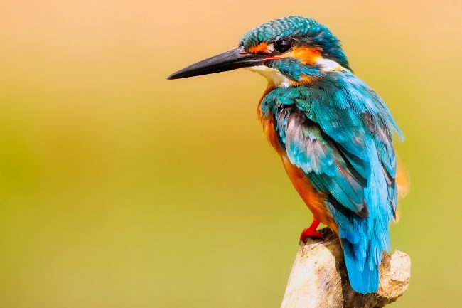 wildlife