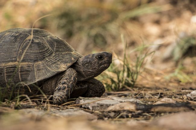 turtle-1309900_1920